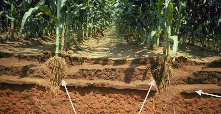 Photo of field compaction and the effect on roots. R.L. Rapier, USDA-ARS National Soil Dynamics Laboratory, 2004