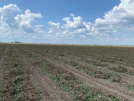 Photo of peanut plants ready to harvest