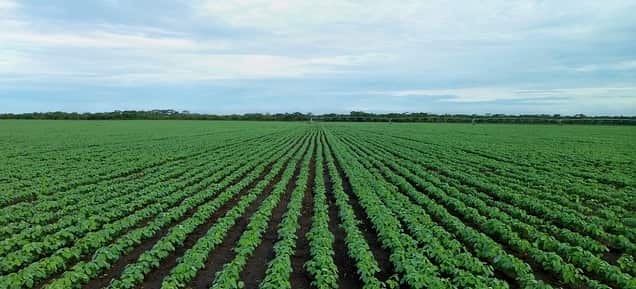 Photo of a soybean field