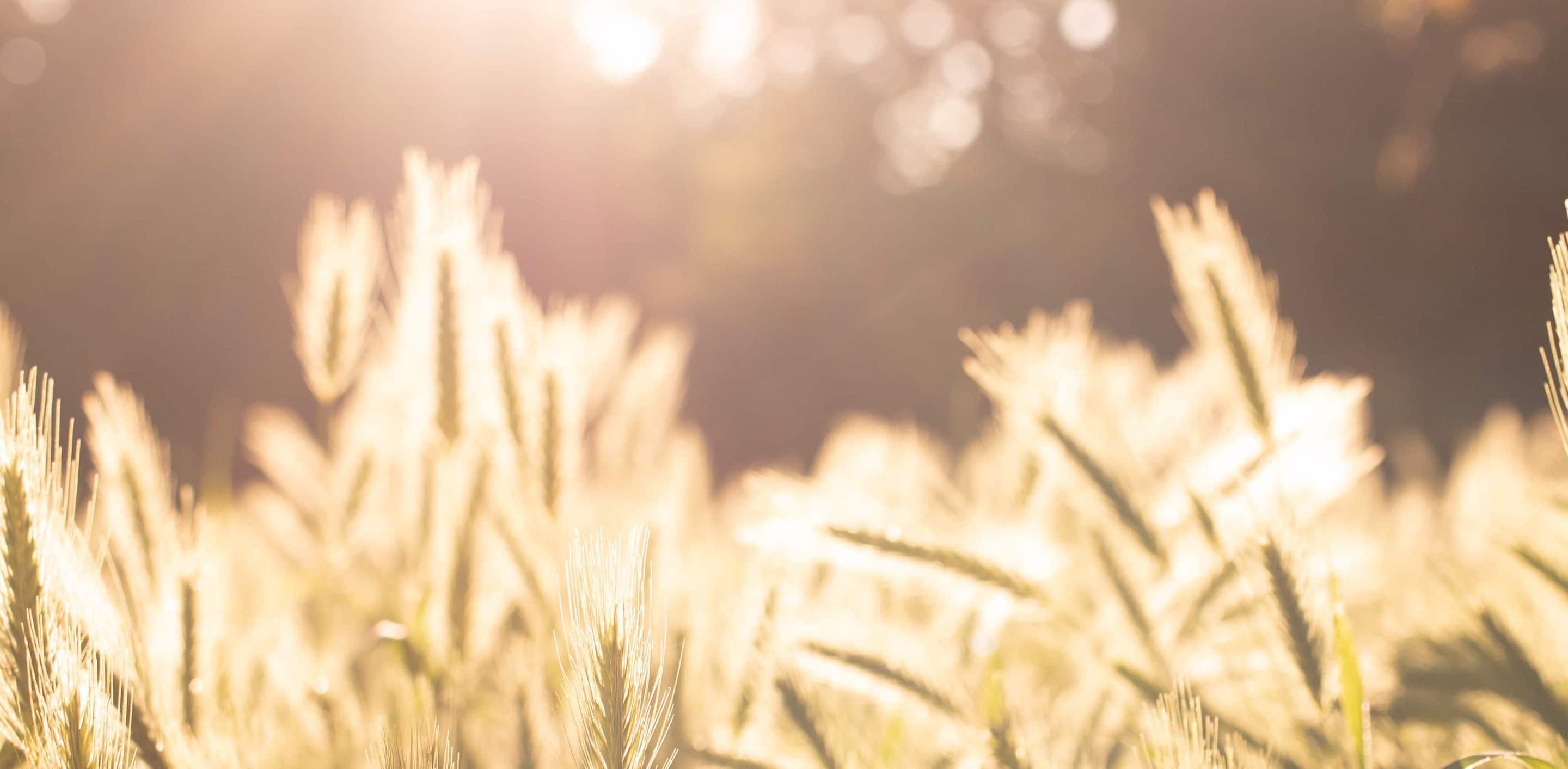 Photo of sun and wheat from Edward Howell