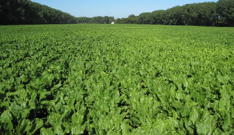 Photo of an ideal sugarbeet field
