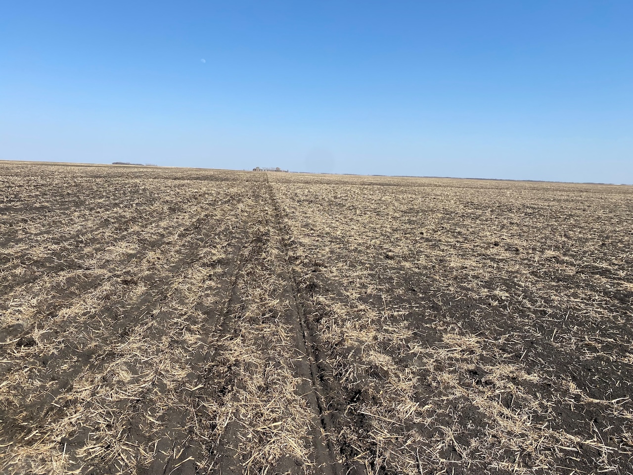 Stale seedbed planting in dry conditions