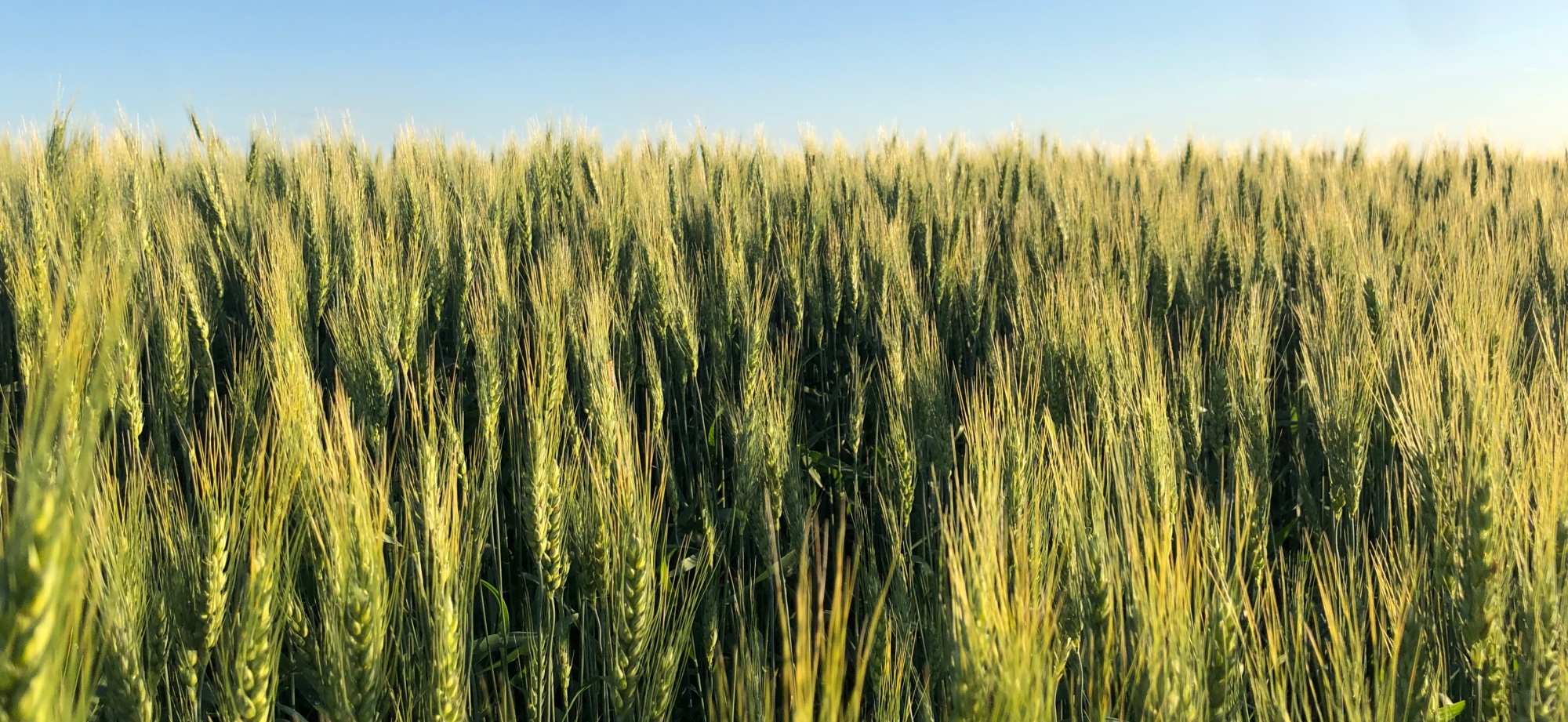 A photo of a wheat field